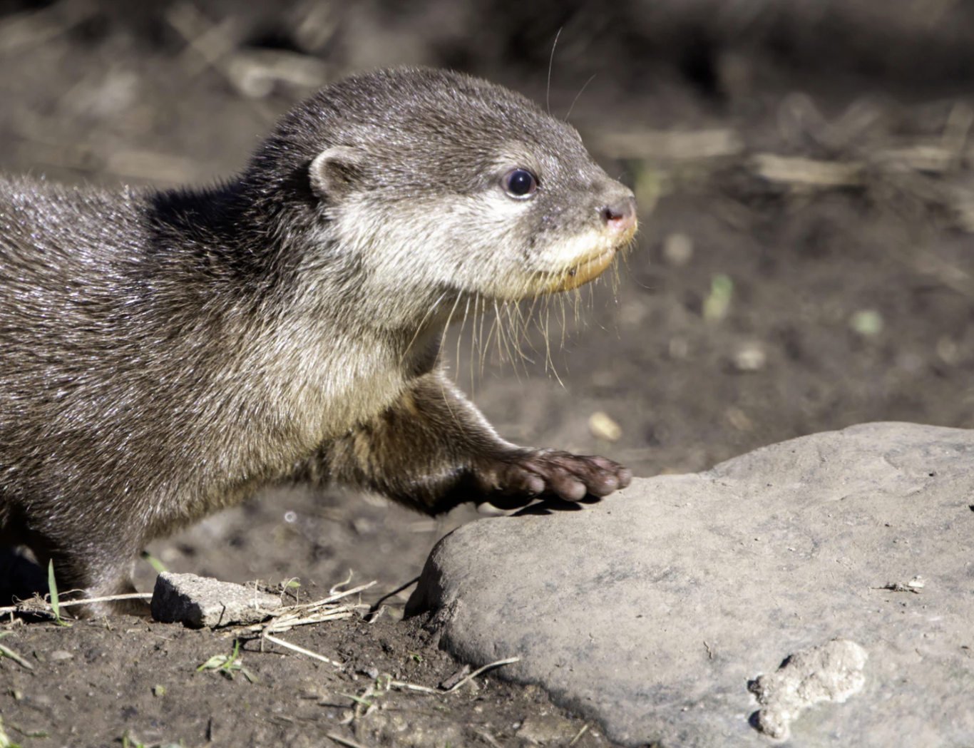 Dartmoor Otters and Buckfast Butterflies Sanctuary Dartmoor Otters and Buckfast Butterflies Sanctuary