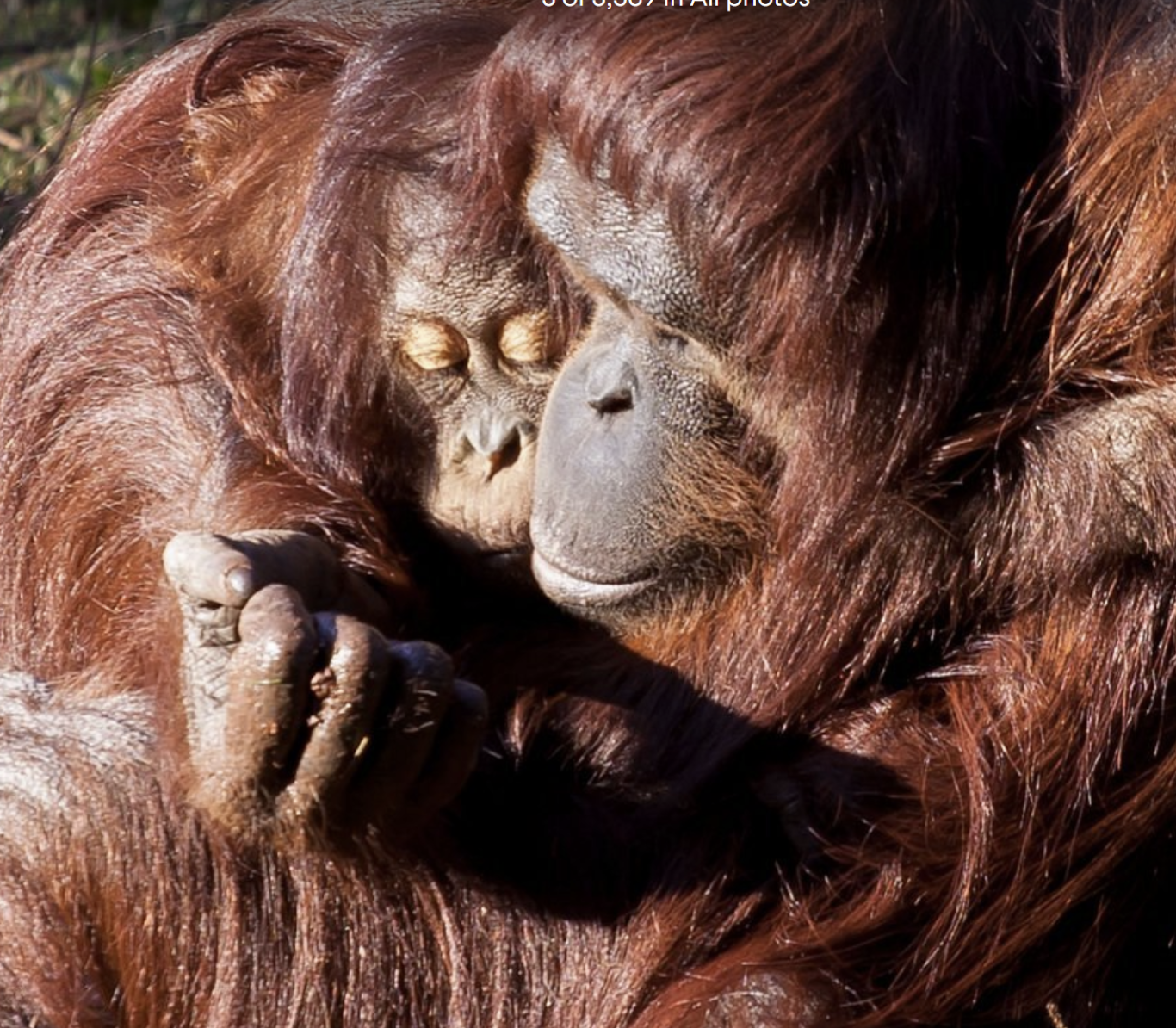 Paignton Zoo Paignton Zoo